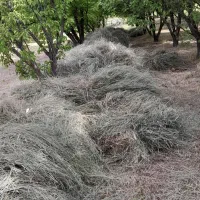 علف|گل و گیاه طبیعی|ماهنشان, |دیوار