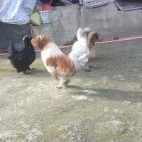 تخم نطفه دار سلطان