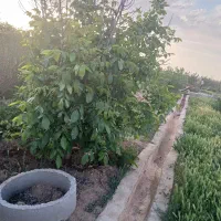 فروش-باغ