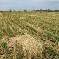 کاه برنج .سراچینه
