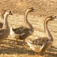 قوغاز دوساله و جوجه پنج ماهه آفریقایی نژاد اصیل