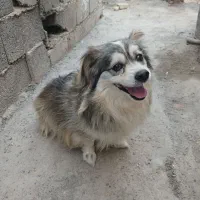 سگ پاکه دستی خیلی عالیه