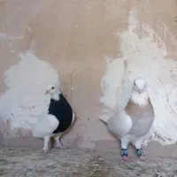 6تا کبوتر