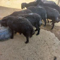 فروش بره های نر قره قزل