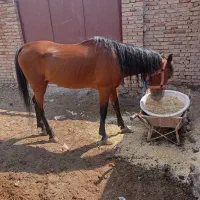 اسب|اسب و تجهیزات اسب‌سواری|اردبیل, |دیوار