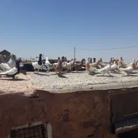 کبوتر