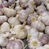 سیر تازه