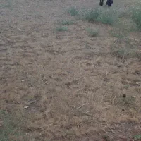 بره ماده برای باغ