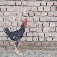 خروس لاری