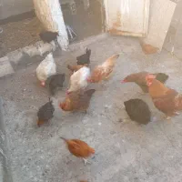 خروس و مرغ وچند تا جوجه