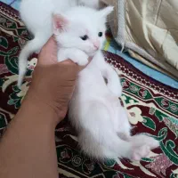 پنج تا بچه گربه