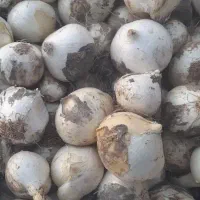 موسیر کوهی