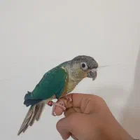 گیرینچیک تراکوئیس نرمال و جوجه کوتوله ماسکت بلک