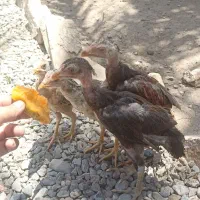 چهار عدد جوجه فروشی