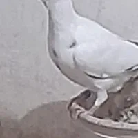 پلاکی جوجه گم شده