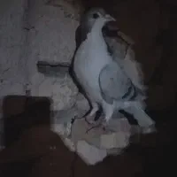 کبوترماده دمگیر نقره ایی