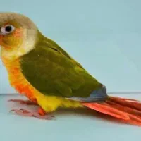 قبول سرپرستی طوطی گرینچیک و برزیلی و ملنگو