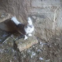 کبوتر|حیوانات|میاندوآب, |دیوار