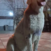 سگ پژدر