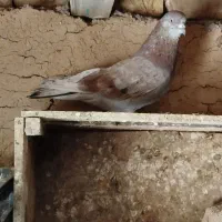 تهرانی غریب