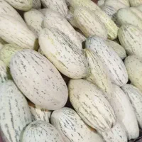 خربزه تاشکند