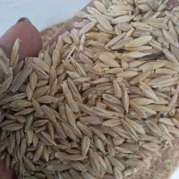 جو تمیز