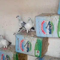 کبوتر