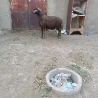 همو|حیوانات مزرعه|سلطانیه, |دیوار
