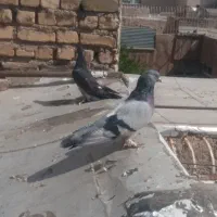کبوتر اصفهانی