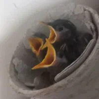 جوجه مینا