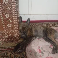 سگ گمشده