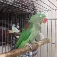 شاه طوطی