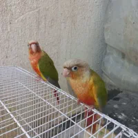 گرینجیک جوجه آناناسی