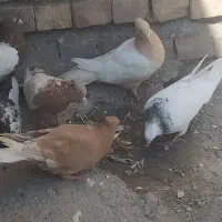 کفتر یا کبوتر  طوقی زرد دم سفید