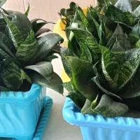گل با گلدون