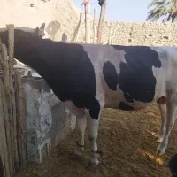 گاو نر داشی وگوشتی