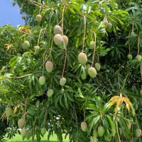 باغداری و باغبانی اصولی کلی و جزئی،باغبان
