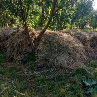 مقداری علف باغچه