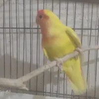 طوطی برزیلی رامشیر