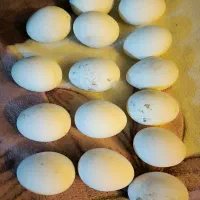 تخم غاز|حیوانات مزرعه|دهدشت, |دیوار