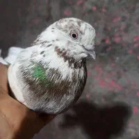 نر گرگی نک ریز
