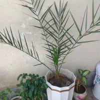 گل های زیباو شاداب درحال رشت باگلدان