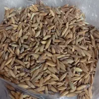 شلتوک شلب