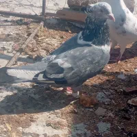 ۶ عدد کبوتر ناب