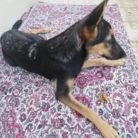 سگ ژرمن پنج ماهه