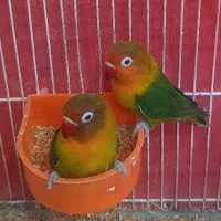 طوطی کوتوله برزیلی