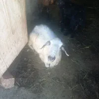 بره ماده
