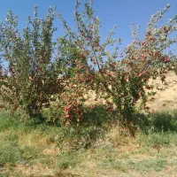 سیب درختی