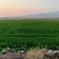یونجه درجه یک به شرط