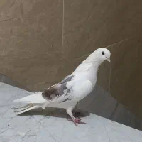 کبوتر  غریب گیری